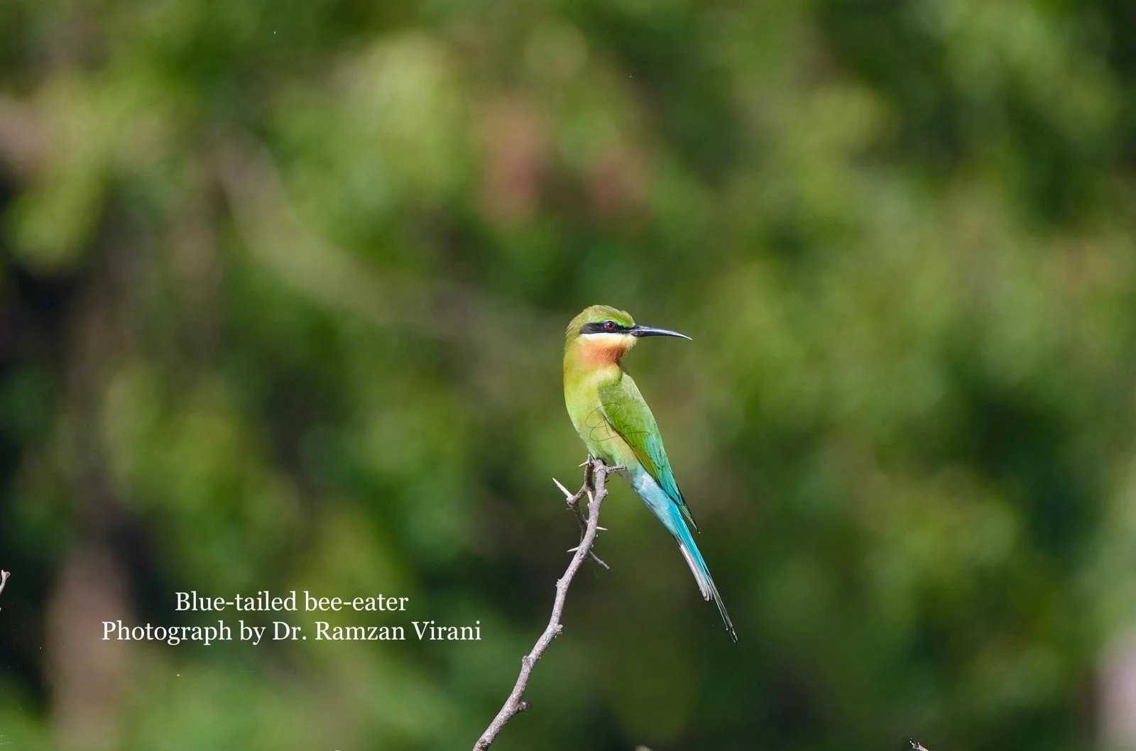 Tipeshwar Wildlife